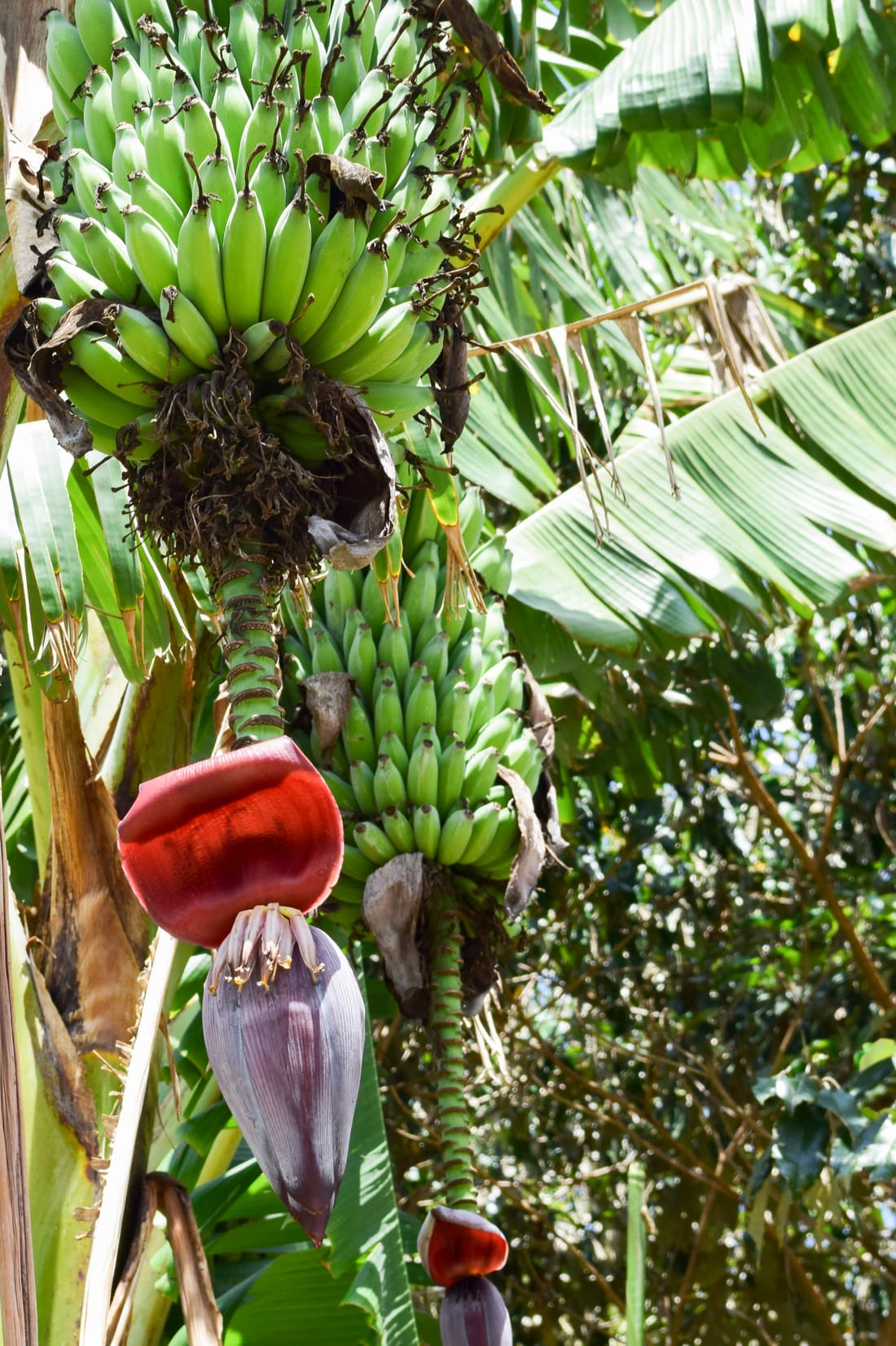 Bananblomma på odling i Kenya