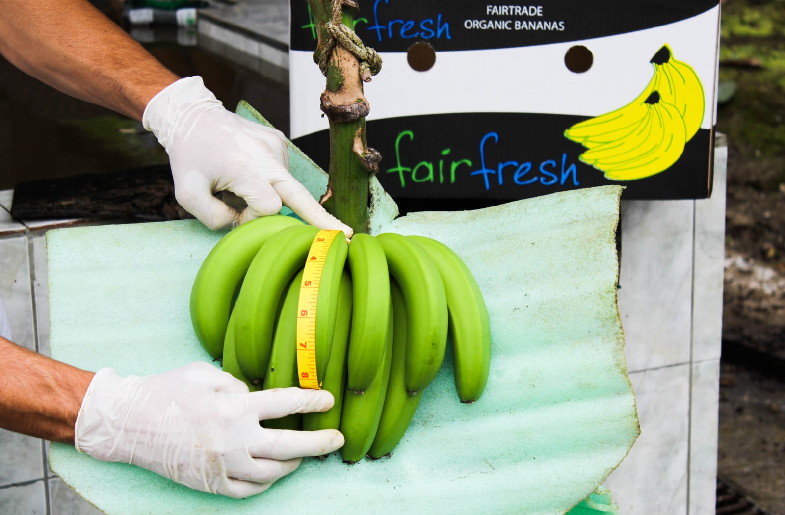 Control de calidad de bananas en una finca
